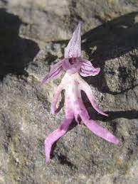 Facts about the hanging naked man orchid