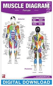 Female figures are typically narrower at the waist than at the bust and hips. Digital Female Muscle Diagram Productive Fitness Muscle Diagram Muscle Anatomy Muscle Women