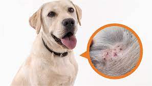 folliculitis in dogs what it is
