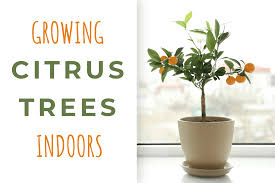 a guide to growing citrus trees indoors