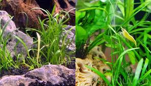 carpeting plants for your aquarium