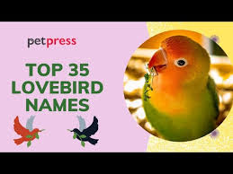 450 best lovebird names for your cute