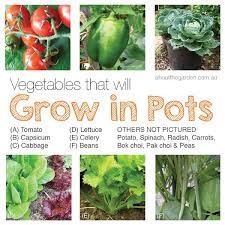 How To Grow Organic Vegetables In Pots