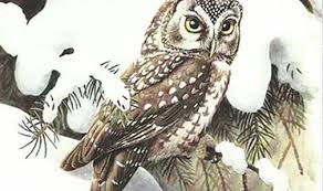 Owl Id Guide I Owl Research Institute