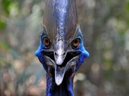 Maybe you would like to learn more about one of these? Birds That Look Like Dinosaurs