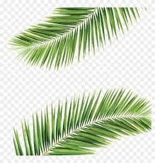 palm frond transpa background png