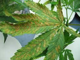 Calcium Deficiency Fixing Your Sick Marijuana Plant Msnl Blog