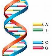 dna structure function flashcards