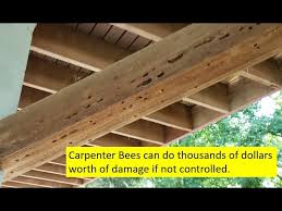 How Carpenter Bee Damage Can Wreck Your