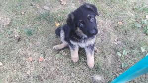 German shepherd puppies out of imported lines and original straight backs. German Shepherd Puppies For Sale Shepherdsville Ky 304254