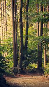 nh29-nature-wood-forest-sunshine ...