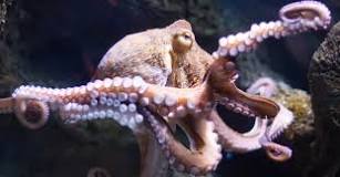 Image result for does the octopus have 9 brains?