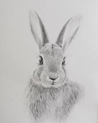 Smooth lines from dark to light. Draw A Rabbit With Pencils Sabrina Hassler Illustration Drawing Blog