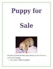 Lab 1 1 Puppy For Sale Flyer Puppy For Sale Pottytrained Purebred