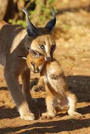 Image result for rare cute  animals