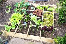 Looking For A Square Foot Gardening Planner Spacing Bok Choy