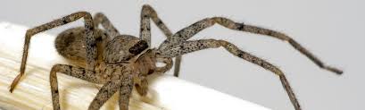 how dangerous are brown recluse spiders