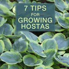 7 tips for growing hostas