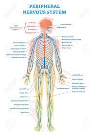 The two types of nerves have. Peripheral Nervous System Medical Vector Illustration Diagram With Brain Spinal Cord And Full Body Nerve Scheme Royalty Free Cliparts Vectors And Stock Illustration Image 96992562