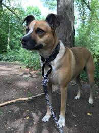 There are three females and one male. Rescued From Tn When She Was 3 Mo Rescue Says Cattle Dog Boxer Mix Idmydog