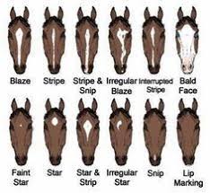 Chart Of Horse Breeds Google Search Horsey Horses