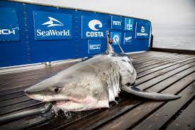 Great white shark Sable pings off VB; 2 ...