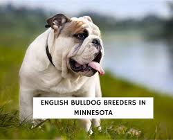 english bulldog breeders in minnesota