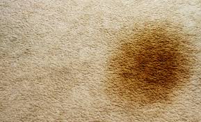 s edwardsville carpet care tips