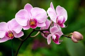 Orquídeas: Dicas de como identificar e tratar pragas - Kelldrin