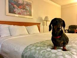 dog friendly hotel chains in the usa