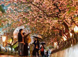 夜桜の間に傘も咲く 造幣局「桜の通り抜け」始まる - 産経ニュース