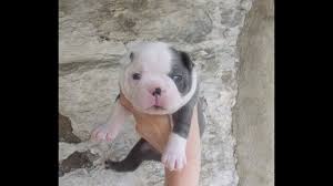 Blue cream fawn boston terriers and puppies. Blue Boston Terrier Puppies 3 Weeks Old Youtube