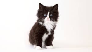 Buying kittens for sale and cats for sale could cost hundreds of dollars; Advice On Buying Healthy Cats Kittens For Sale Rspca