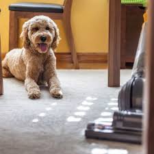 baking soda carpet cleaner safe for pets
