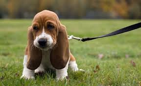 Find basset hound puppies and dogs for adoption today! Here S Why Every Basset Owner Is All About That Bass Basset Hound Puppy Hound Puppies Basset Puppies