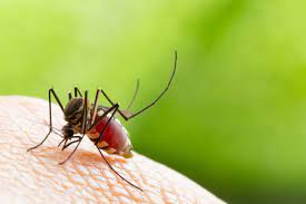 why mosquitoes can t spread hiv and