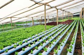hydroponic farming in nigeria