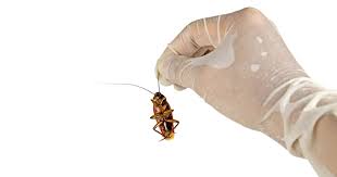 American cockroaches (periplaneta americana) are also known as a water bug or palmetto bug. they have well developed wings, but don't fly much unless temperatures are above 85 degrees, then they are known as flying waterbugs. How To Keep Waterbugs Out Of Your Apartment Far Far Away From You