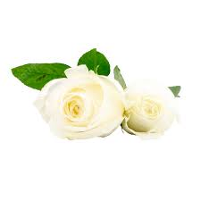 beautiful plant white rose flower