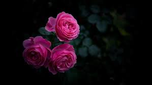 pink roses backiee