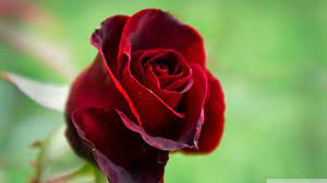 Beautiful Red Rose Hd Flower ...