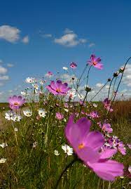 cosmos flowers in bloom are a common