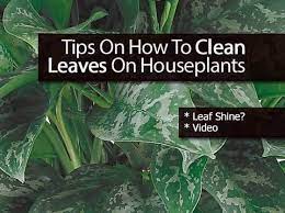 Tips To Clean Plants