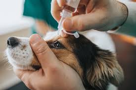 how to treat eye infections in dogs
