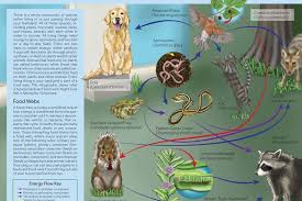 Food web (plural food webs) (ecology) a diagram showing the organisms that eat other organisms in a particular ecosystem, predators being higher in the web than their prey. Food Chains And Webs National Geographic Society