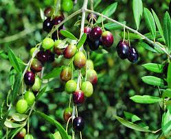 From biblical times, the olive tree has served as a symbol of sacredness, peace and unity. Olive Tree Pests And Diseases Agriculture And Food
