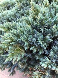 flaky juniper juniperus squamata