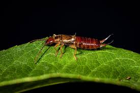earwig insect facts a z s