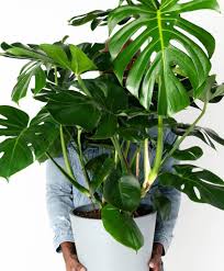 These plants grow vertically, so they're ideal for tight corners that are in need of some greenery. Easiest Houseplants That Anyone Can Grow Bloomscape