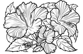 You can print or color them online at getdrawings.com for absolutely free. Hibiscus Flower Coloring Pages Print Png Free Hibiscus Flower Coloring Pages Print Png Transparent Images 159804 Pngio